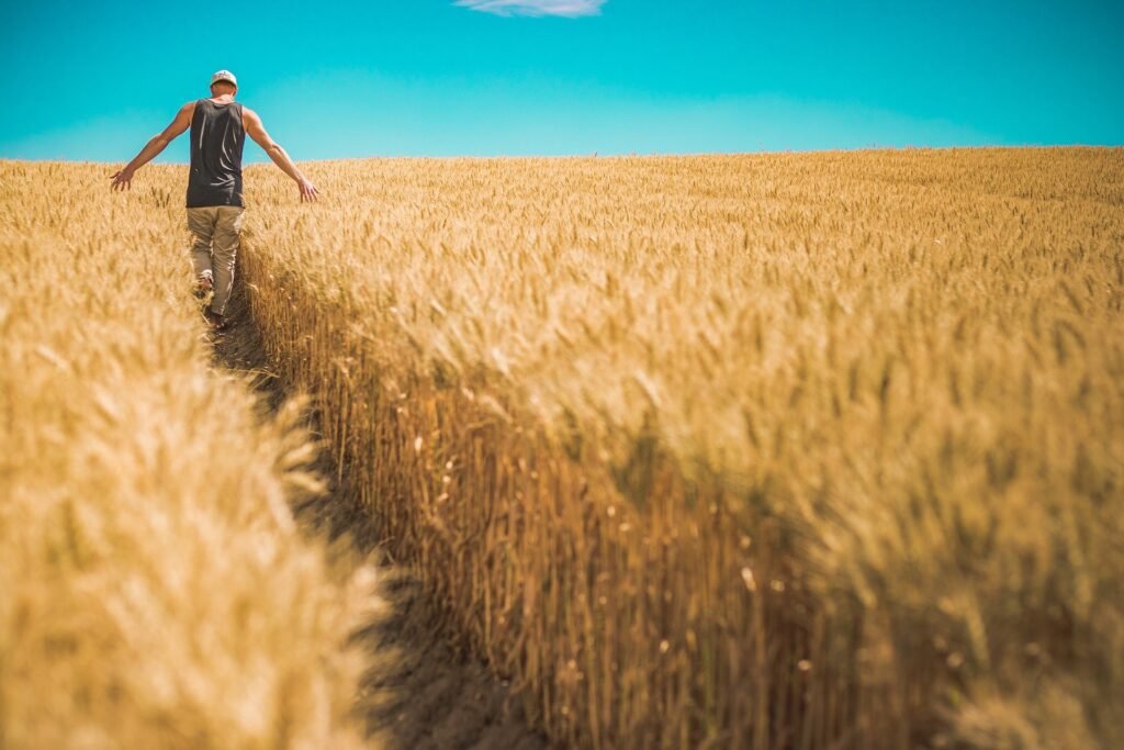 The parable of the sower summary